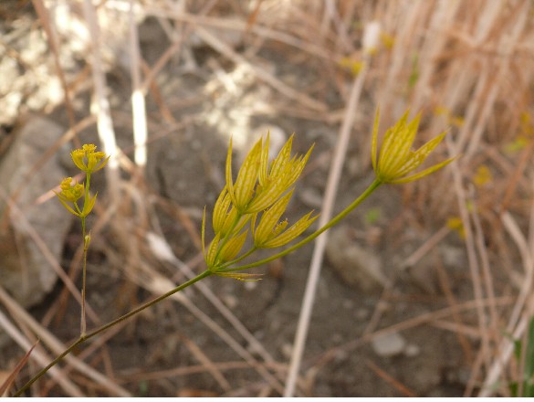 Bupleurum odontites (=Bupleurum fontanesii ) / Bupleuro di Desfontaines